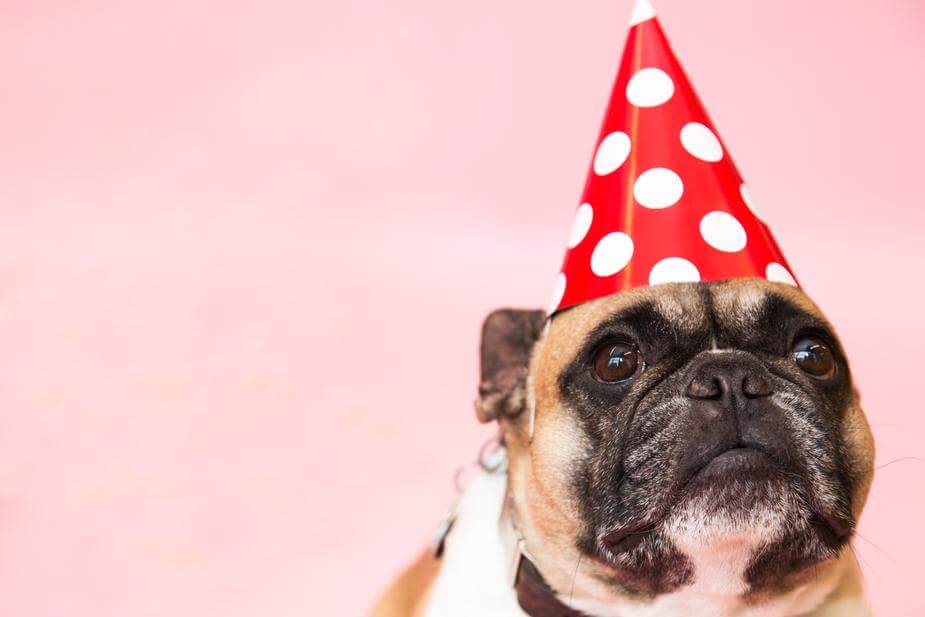 dog in party hat 1